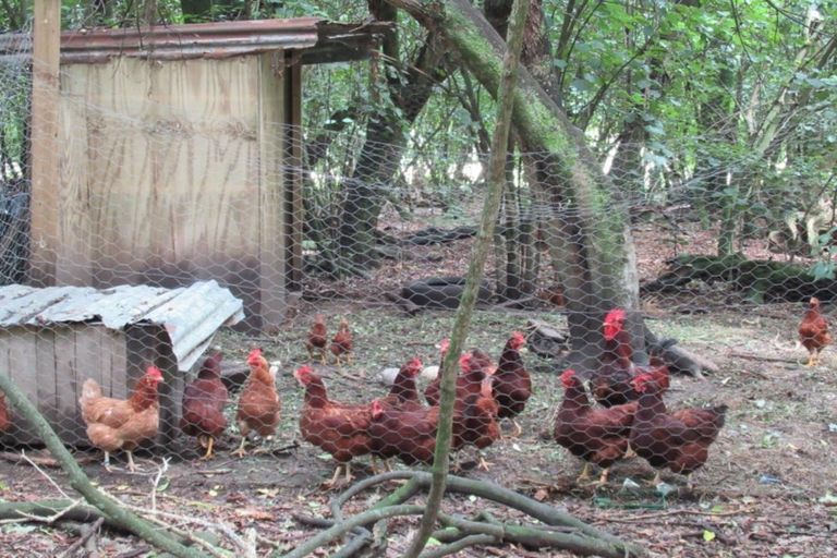 Photo of property in 306 Muhunoa Road East, Ohau, Levin, 5570