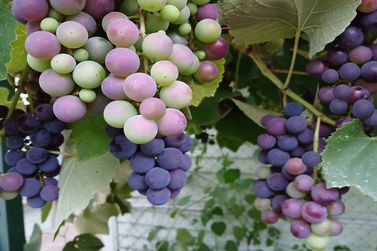 Photo of property in 46 Ruapapa Road, Frasertown, Wairoa, 4195