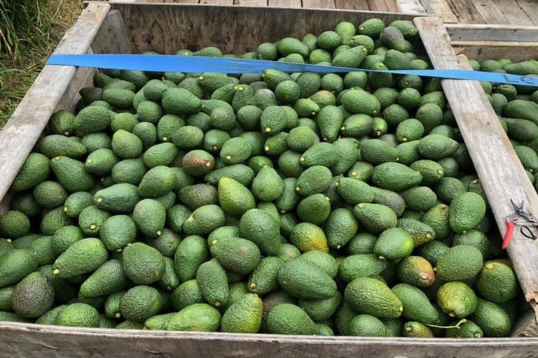 Photo of property in 313 Youngson Road, Whakamarama, Tauranga, 3179