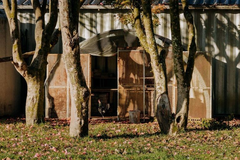 Photo of property in 1164 Maniatutu Road, Pongakawa, Te Puke, 3186