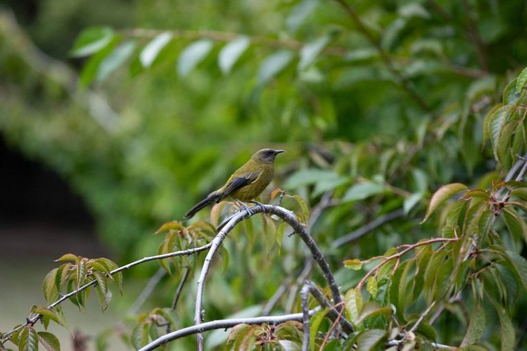 Photo of property in 515 Mount Barker Road, Wanaka, 9382