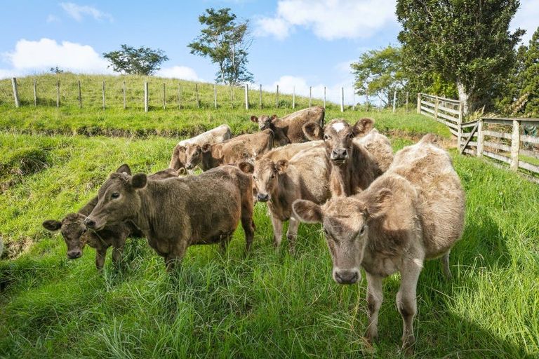 Photo of property in 12 Upland Road, Aongatete, Katikati, 3181