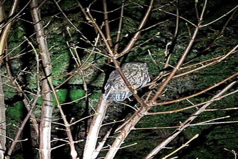 Photo of property in 1314 Wairamarama Onewhero Road, Onewhero, Tuakau, 2697