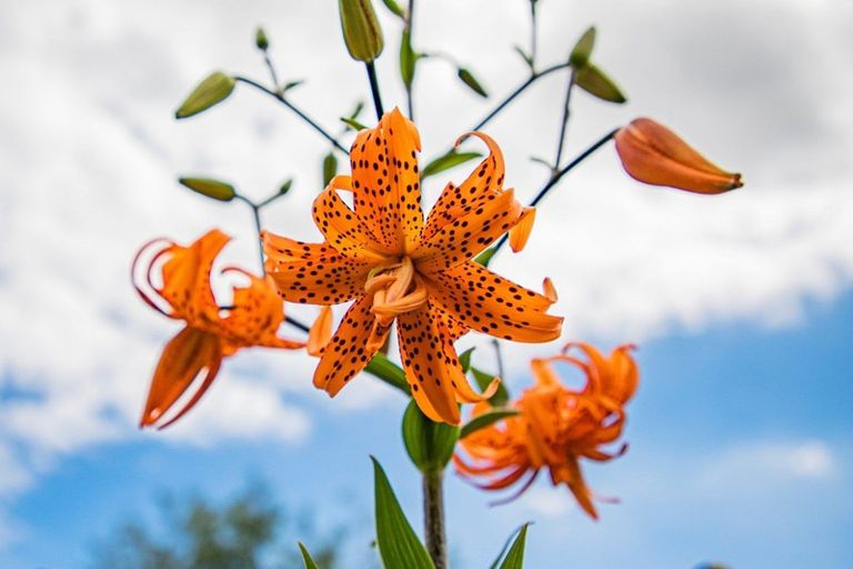 Photo of property in 16 Macmillan Street, Katikati, 3129