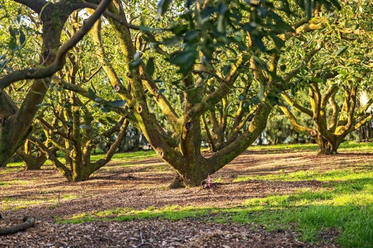 Photo of property in 38 Vernon Road, Minden, Tauranga, 3171