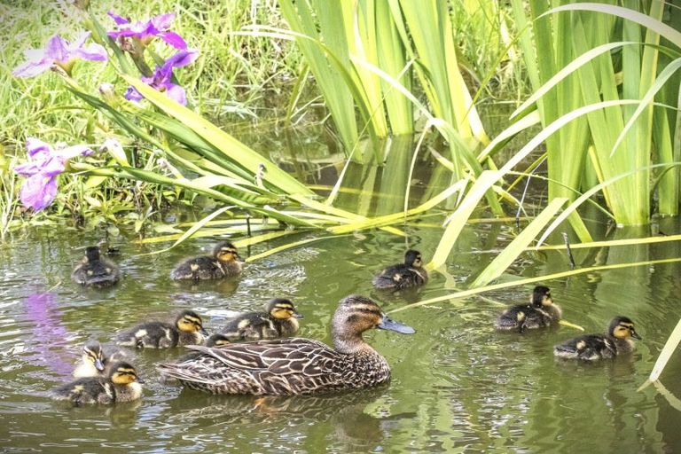 Photo of property in 729 Otaika Valley Road, Maungatapere, Whangarei, 0170