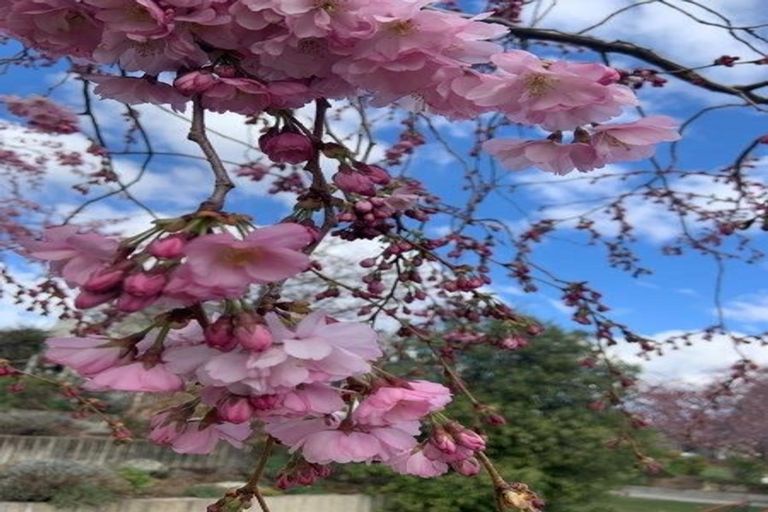 Photo of property in 21 Cherry Court, Wanaka, 9305