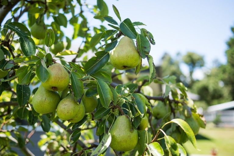 Photo of property in 9 Mahi Grove, Feilding, 4702