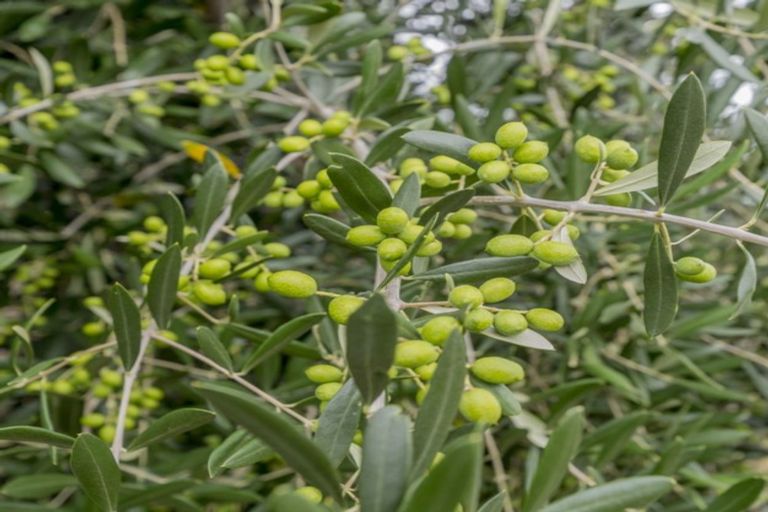 Photo of property in 22 Lethbridge Street, Feilding, 4702