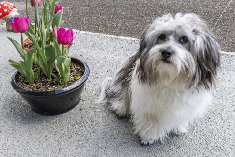 Photo of property in 10 Bayvista Close, Welcome Bay, Tauranga, 3112