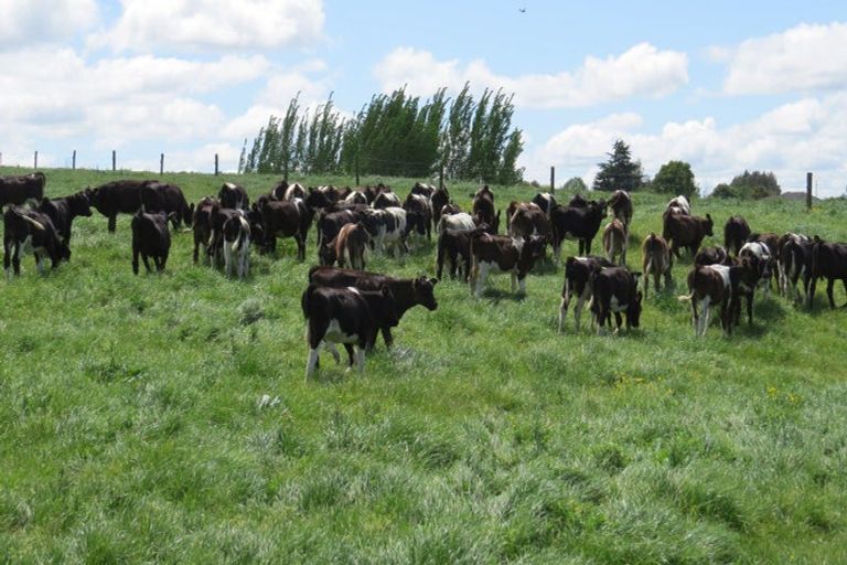 Photo of property in 58 Ryburn Road, Ohaupo, 3883