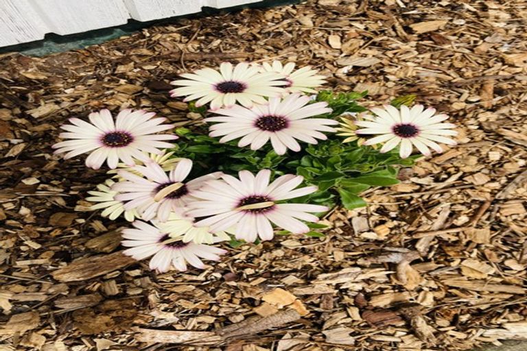 Photo of property in 17b Ranfurly Street, Dargaville, 0310