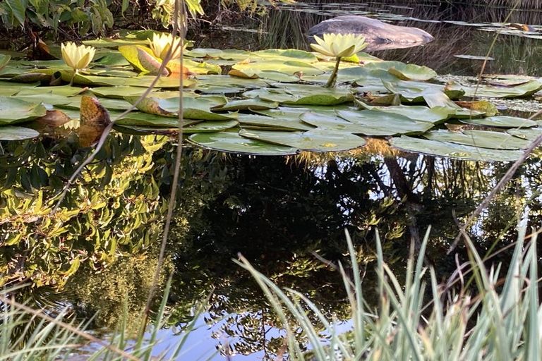 Photo of property in 125 Matangi Road, Matangi, Hamilton, 3284