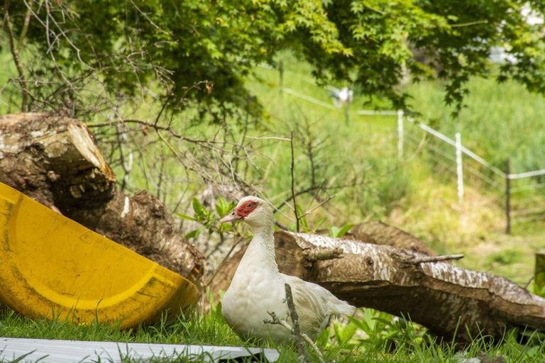 Photo of property in 118e Maungarangi Road, Paengaroa, Te Puke, 3189