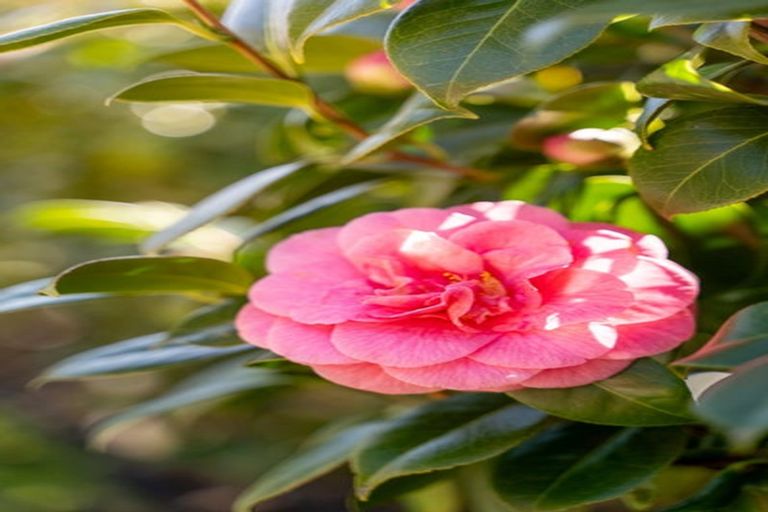 Photo of property in Liffey Village, 32/28 James Street, Lincoln, 7608