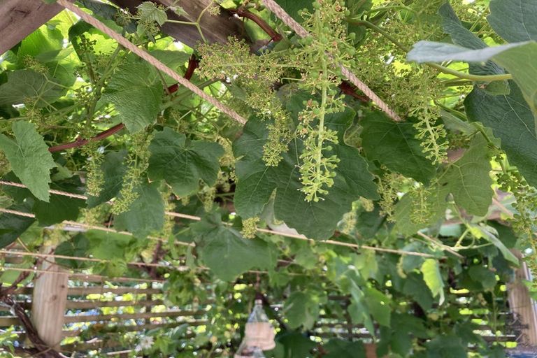 Photo of property in 1 Huia Street, Foxton Beach, Foxton, 4815