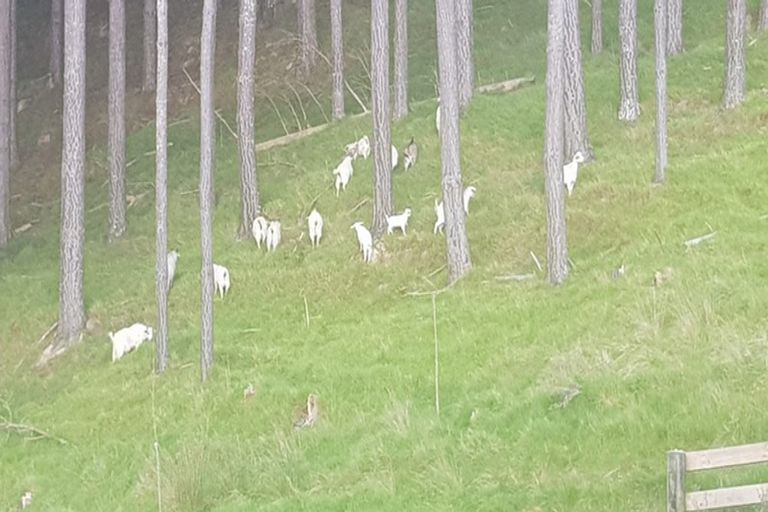 Photo of property in 724 Waikare Road, Waerenga, Te Kauwhata, 3781