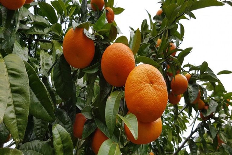 Photo of property in 56b Te Puna Road, Te Puna, Tauranga, 3174