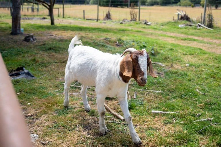 Photo of property in 3 Lockharts Road, Waitahuna, Lawrence, 9593