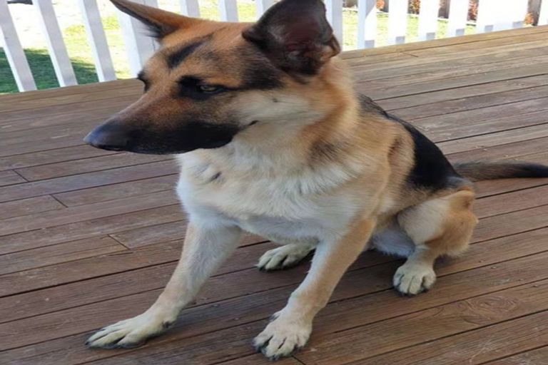 Photo of property in 53 Holland Road, Hillcrest, Auckland, 0627