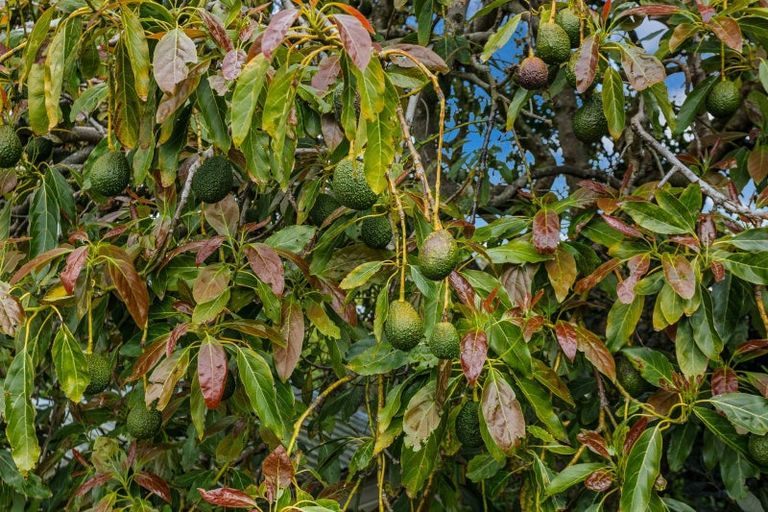 Photo of property in 48 Lord Cobham Avenue, Whakatane, 3120