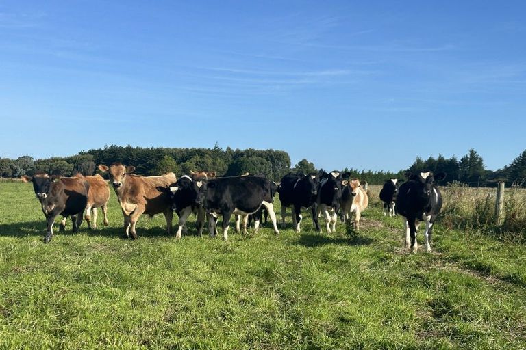 Photo of property in 187 Curran Road, Otatara, Invercargill, 9879