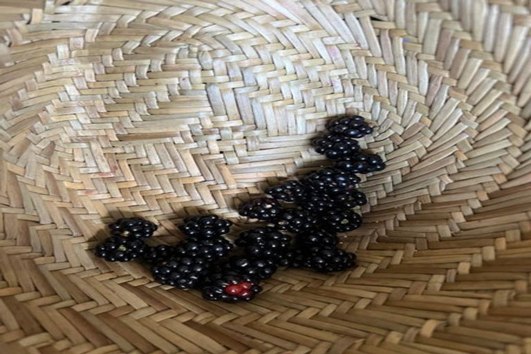 Photo of property in 1314 Wairamarama Onewhero Road, Onewhero, Tuakau, 2697