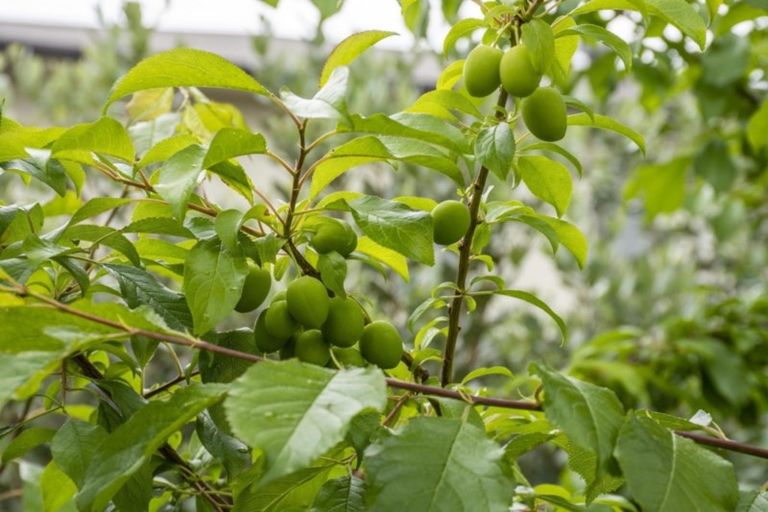 Photo of property in 2/23 Robins Road, Judea, Tauranga, 3110