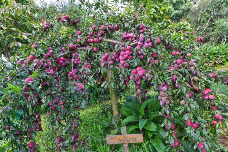 Photo of property in 163 Maxwell Station Road, Pakaraka, Whanganui, 4574