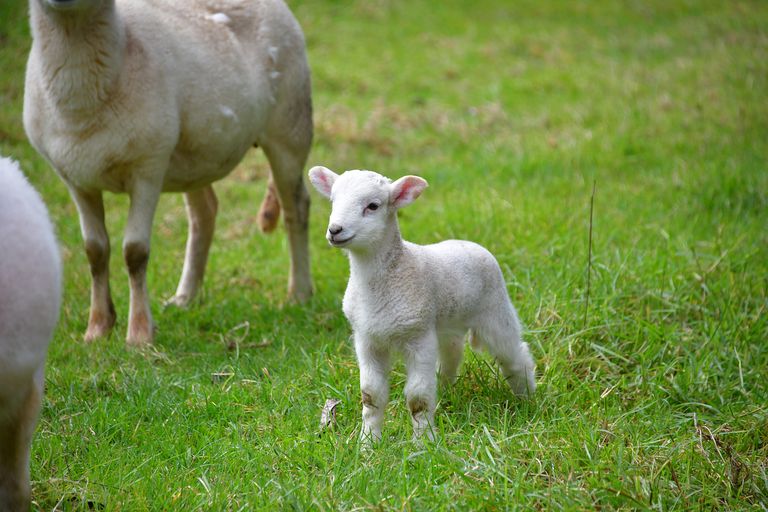 Photo of property in 80 Tunnel Road, Puhoi, Warkworth, 0994