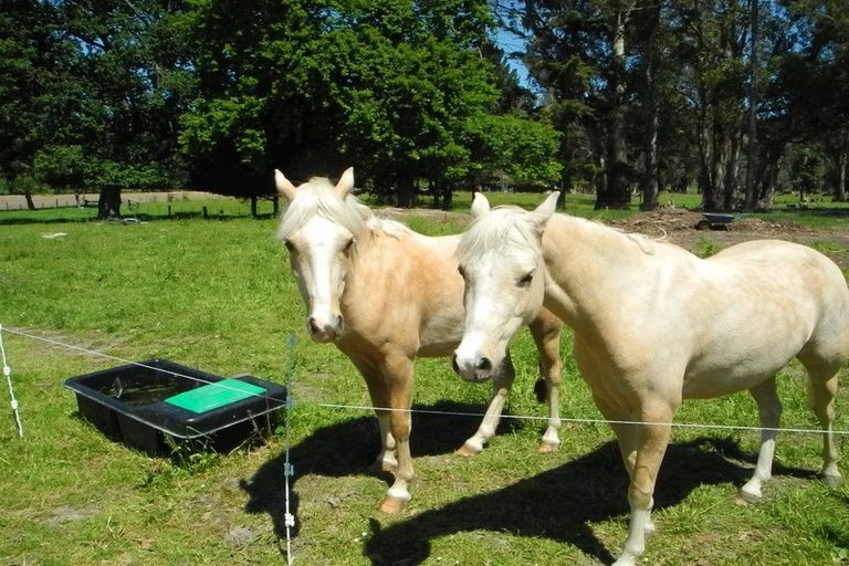 Photo of property in 92 Studholme Settlement Road, Waimate, 7979