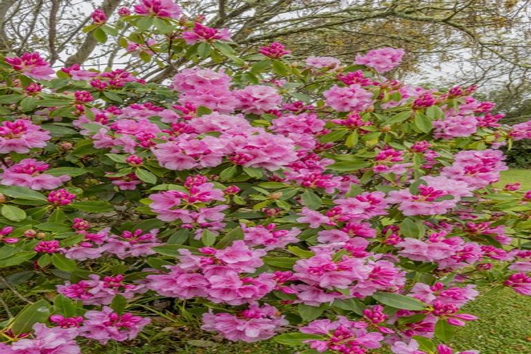 Photo of property in 449 Koputaroa Road, Koputaroa, Levin, 5575