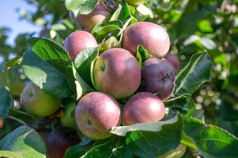 Photo of property in 24 Jasmine Place, Cambridge, 3434