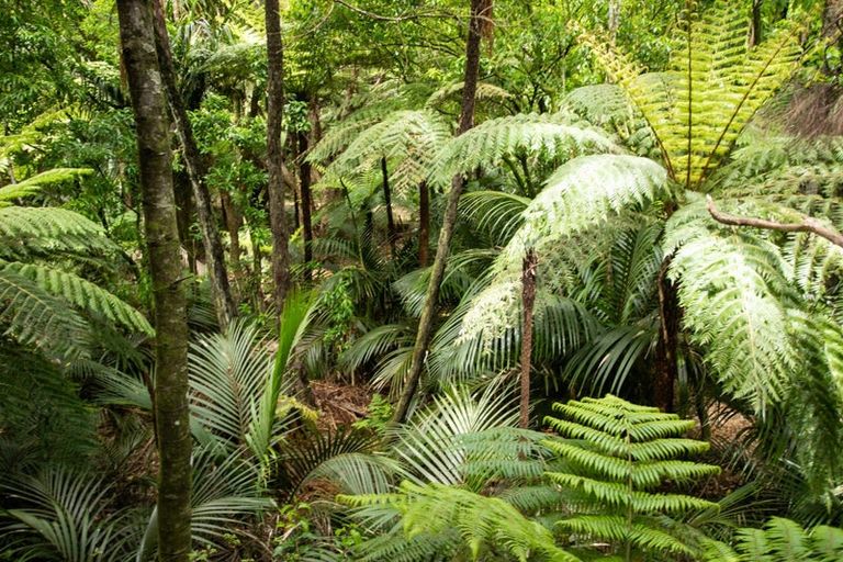 Photo of property in 994 Kennedy Bay Road, Kennedy Bay, Coromandel, 3583