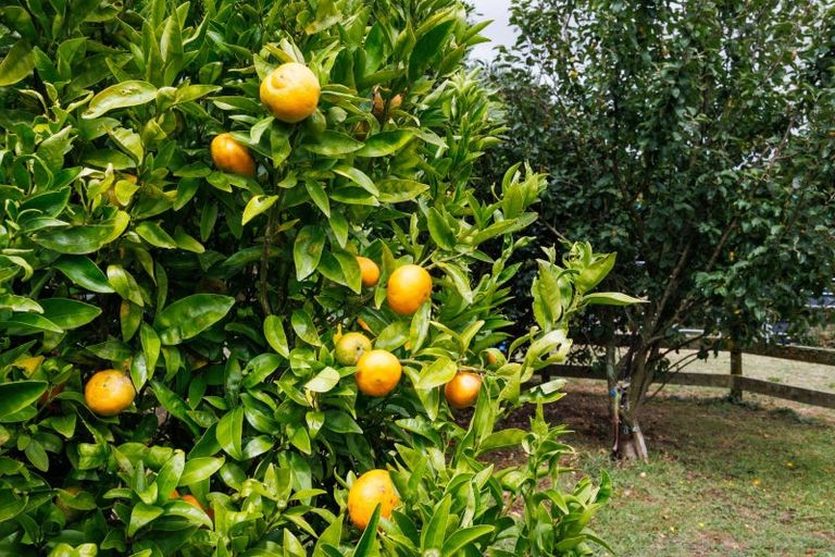 Photo of property in 179 Watershed Road, Bunnythorpe, Palmerston North, 4470