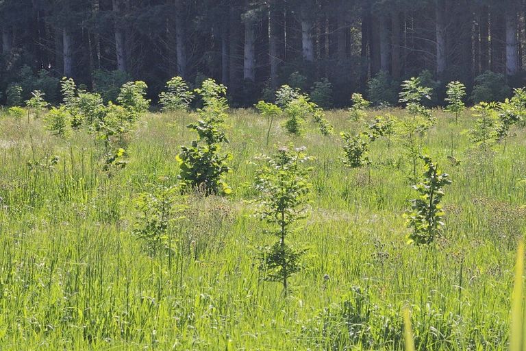 Photo of property in 577 Pesters Road, West Eyreton, Rangiora, 7475