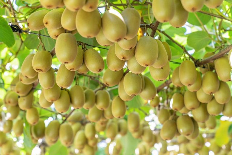 Photo of property in 121 Macdonald Road, Te Teko, Whakatane, 3192