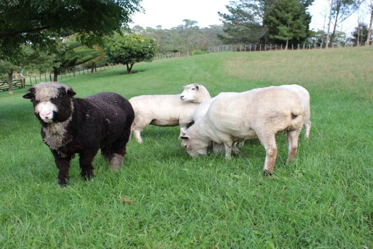 Photo of property in 94 Mccaughan Road, Kerikeri, 0294