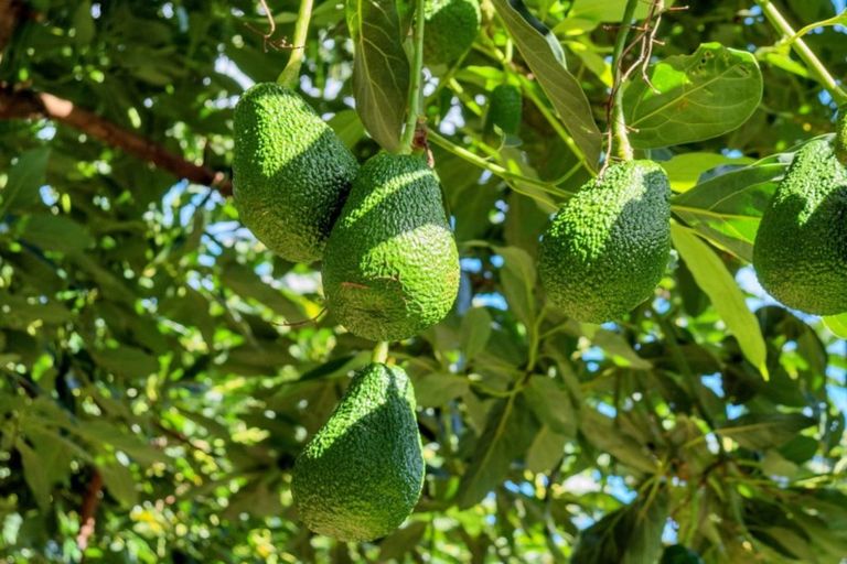 Photo of property in 50 Wright Road, Dairy Flat, Albany, 0794