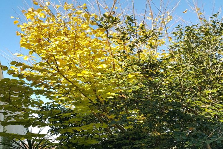 Photo of property in 9 Fowlers Avenue, Frankton, Hamilton, 3204