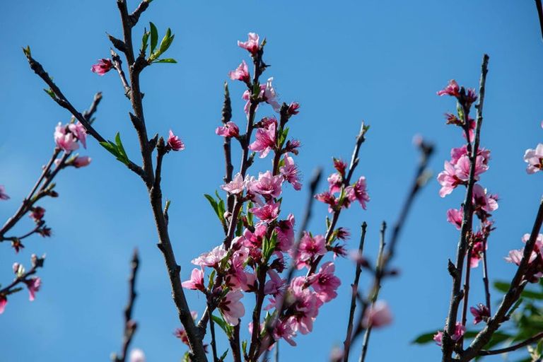 Photo of property in 73 Alnwick Street, Warkworth, 0910