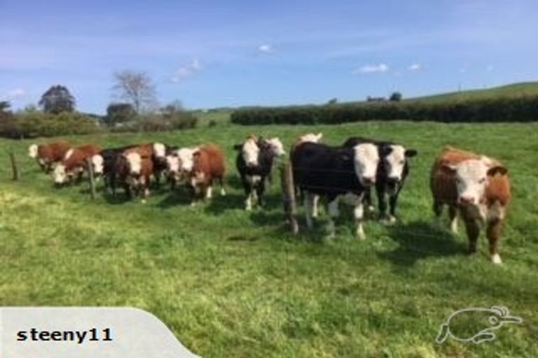 Photo of property in 387 Mossop Road, Kinleith, Tokoroa, 3491