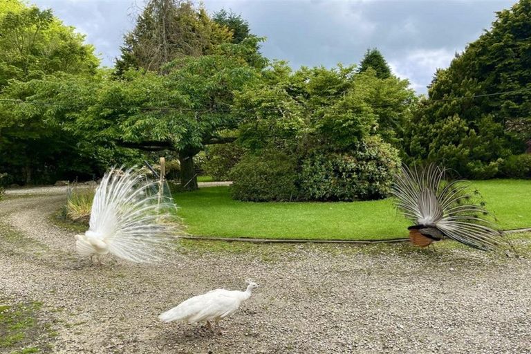 Photo of property in 488 Tapuwae Road, Maniaiti / Benneydale, Te Kuiti, 3987