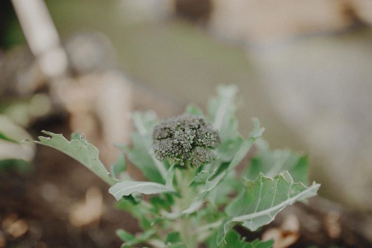 Photo of property in 17 Pekanga Drive, Fox Glacier, 7886