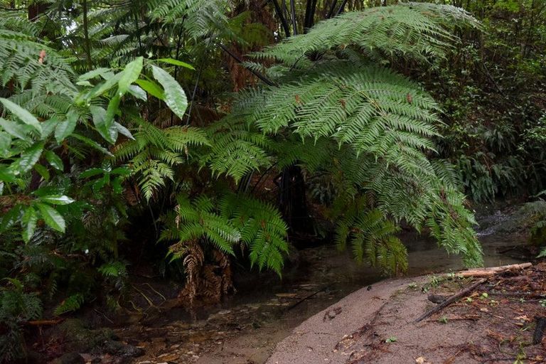 Photo of property in 14 Tupelo Place, Ohauiti, Tauranga, 3112
