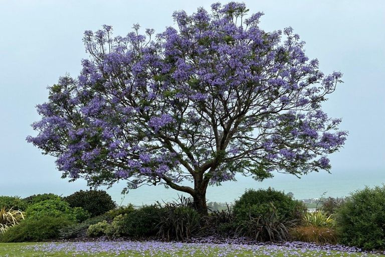 Photo of property in 11 Kaimata Road, Bay View, Napier, 4182