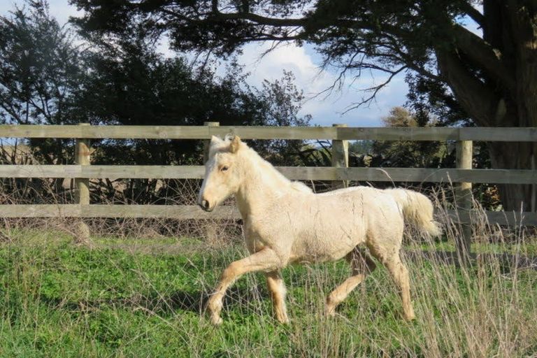Photo of property in 115a Arcus Road, Te Horo, Otaki, 5582
