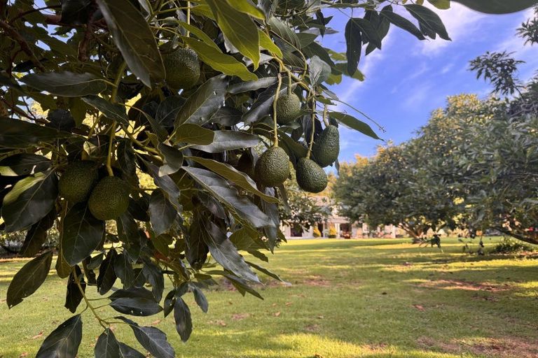 Photo of property in 241 Rea Road, Tahawai, Katikati, 3178