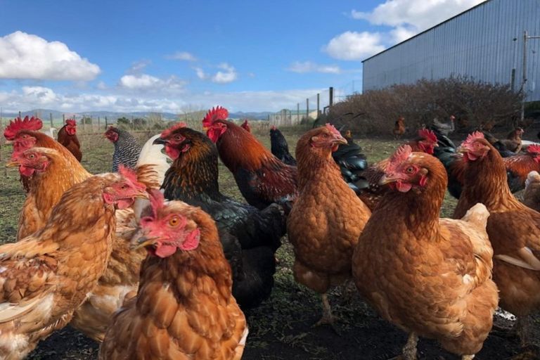 Photo of property in 22 Rountree Road, Mangatarata, Thames, 3576