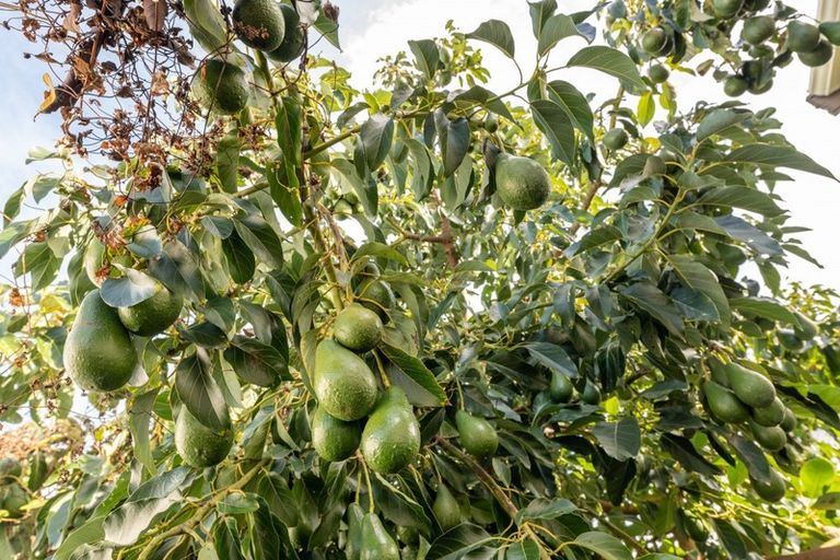 Photo of property in 6b The Drive, Brookfield, Tauranga, 3110